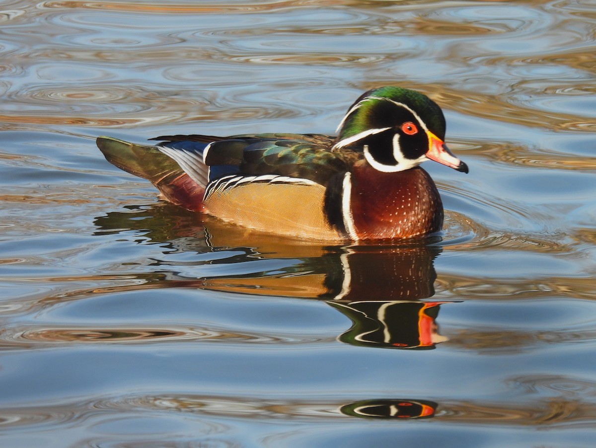 アメリカオシ - ML646330468