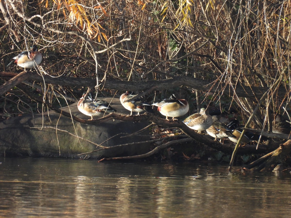 Каролінка - ML646330469