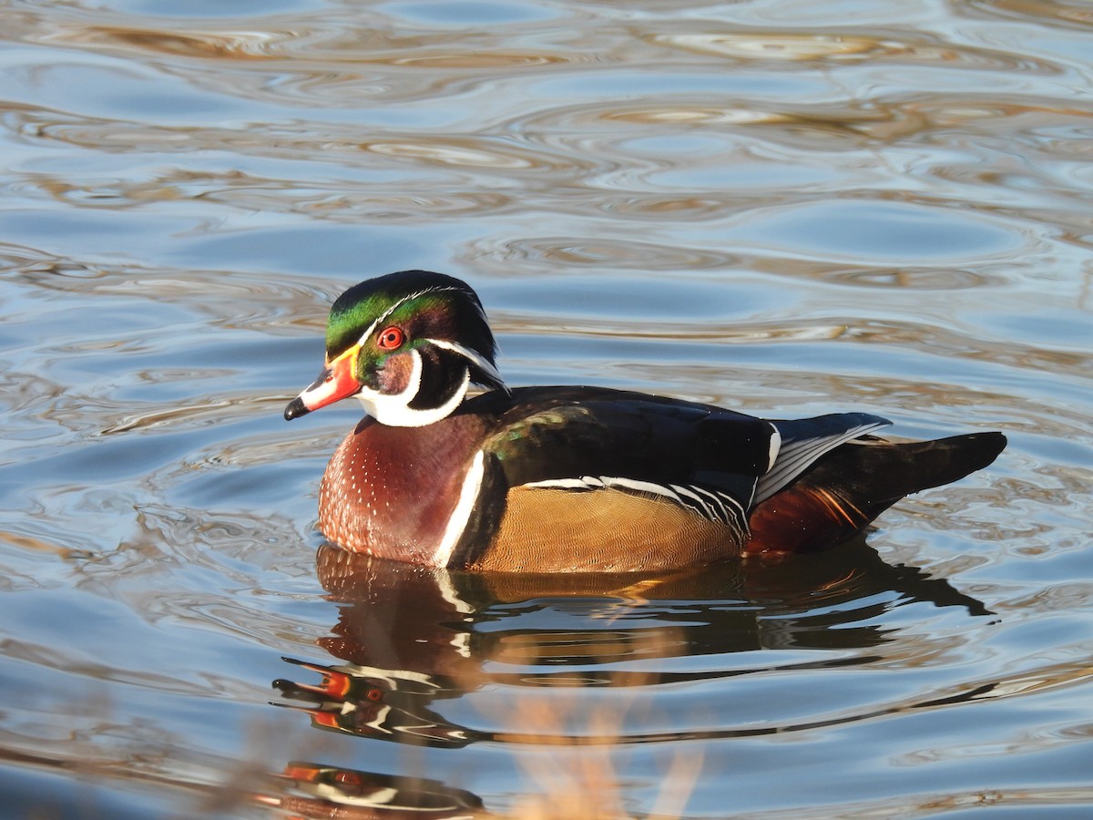 Каролінка - ML646330470