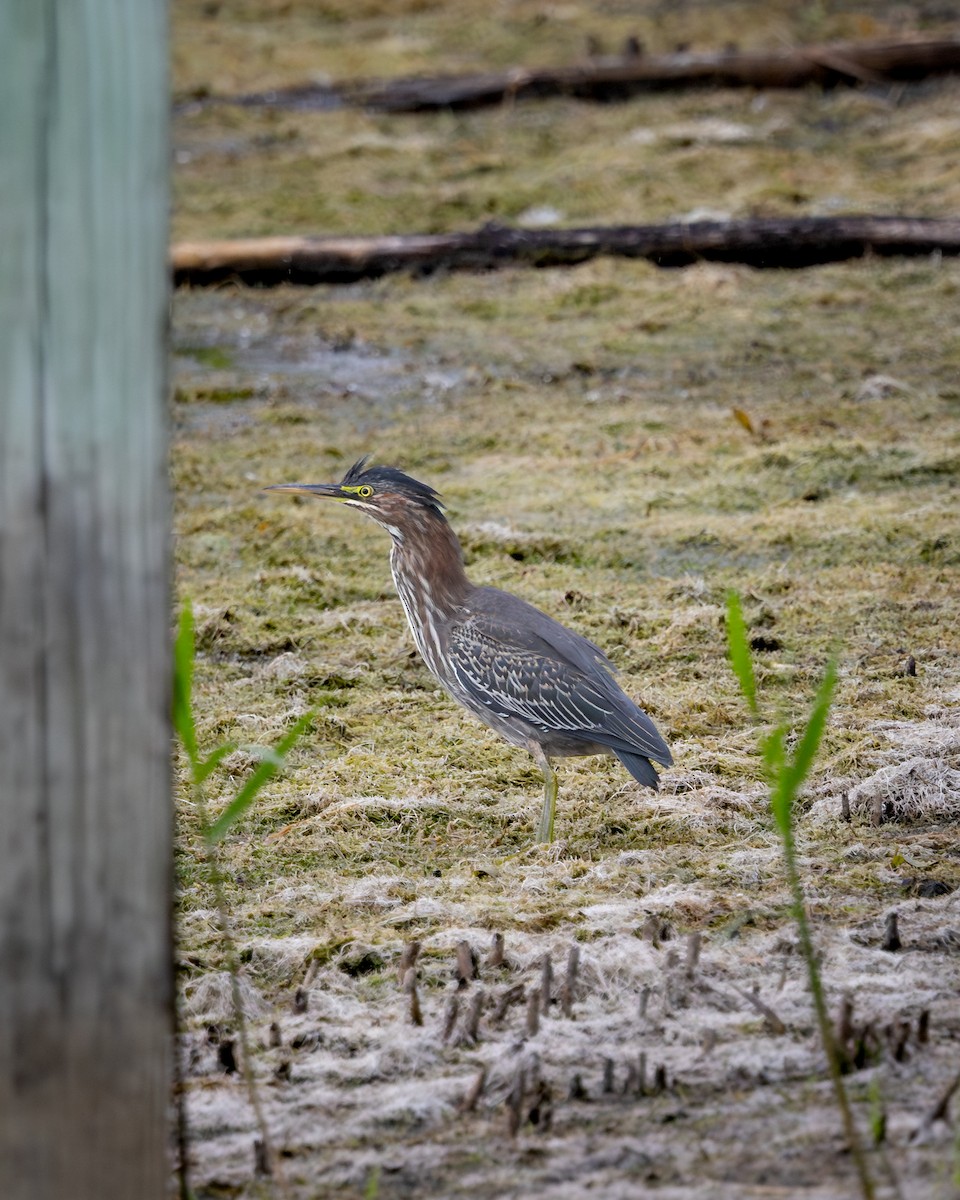 Чапля зелена - ML646330471
