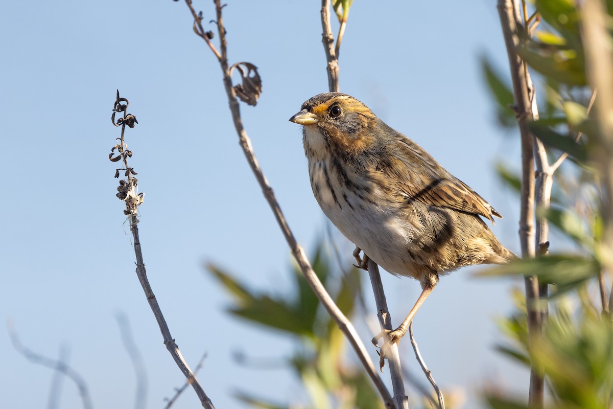 Багновець гострохвостий - ML646330472