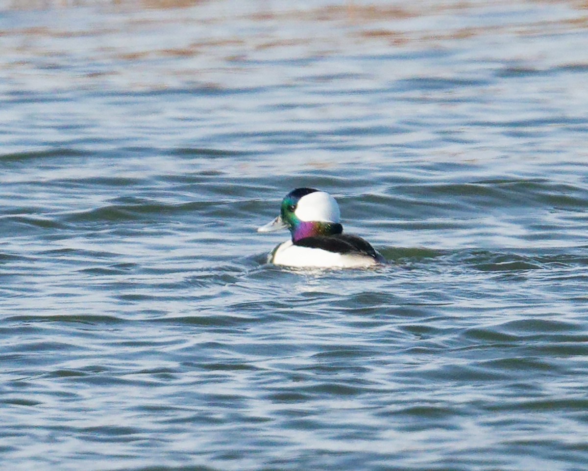 Гоголь малий - ML646330473