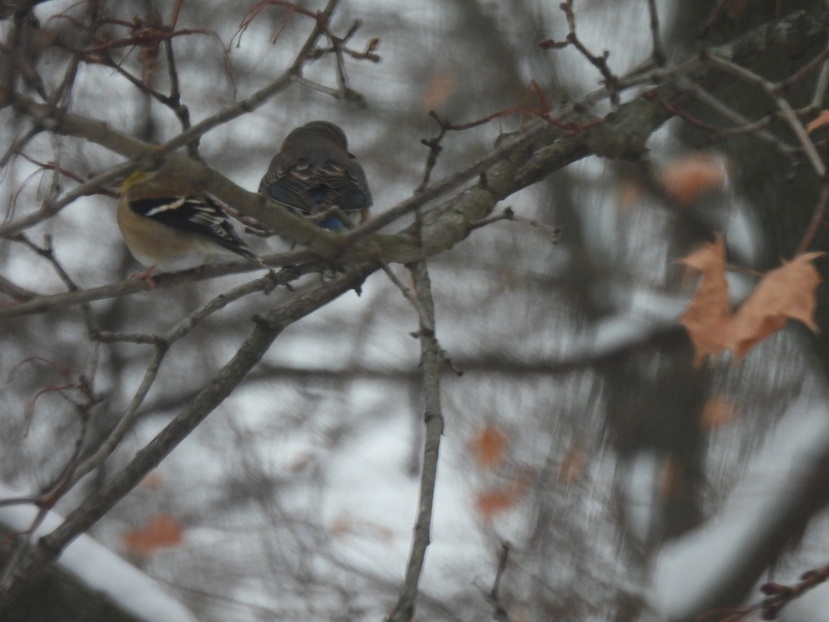 Чиж золотий - ML646330474