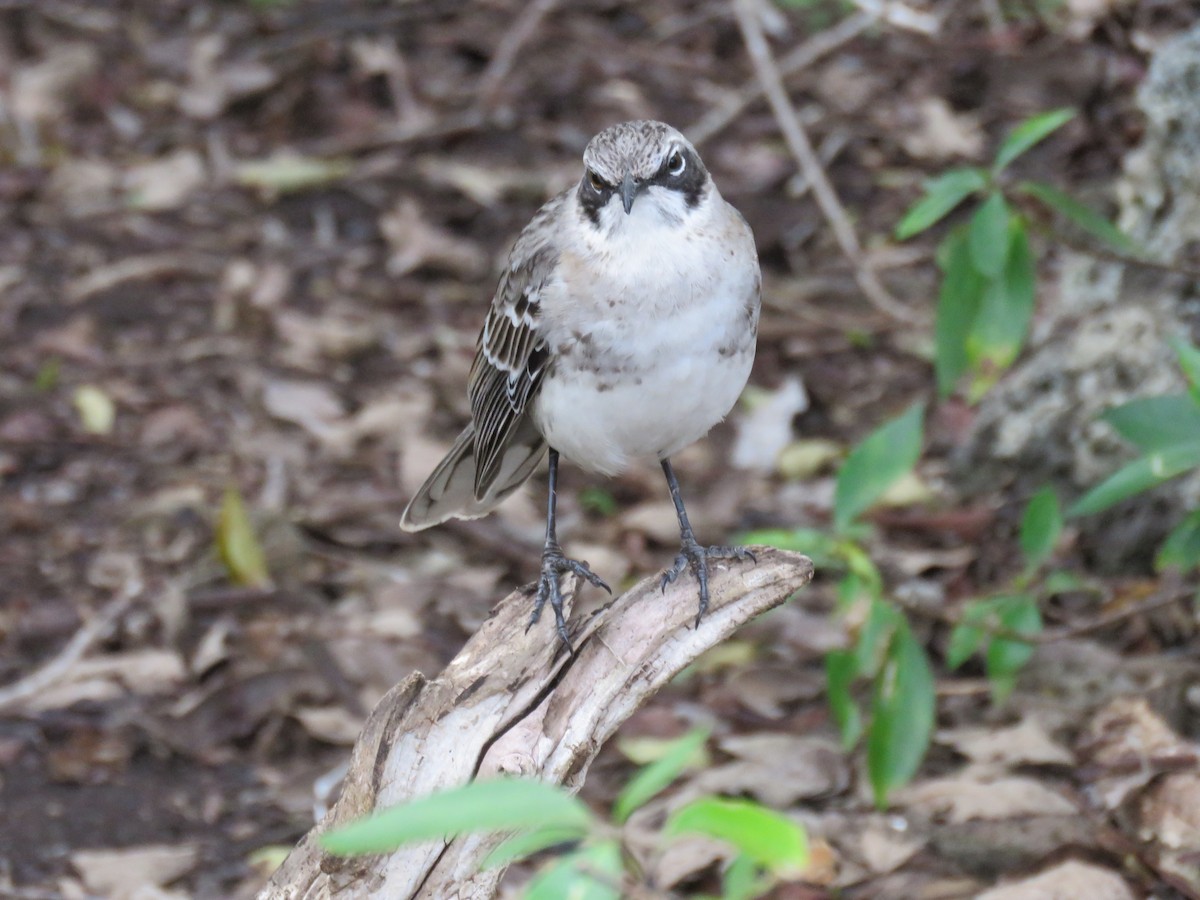 Пересмішник сан-кристобальський - ML646330475