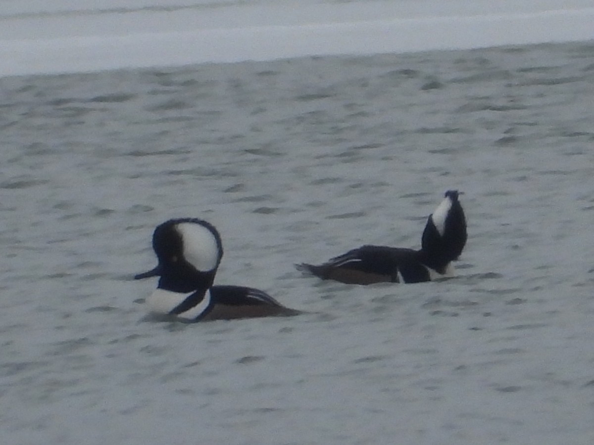 Крех жовтоокий - ML646330478