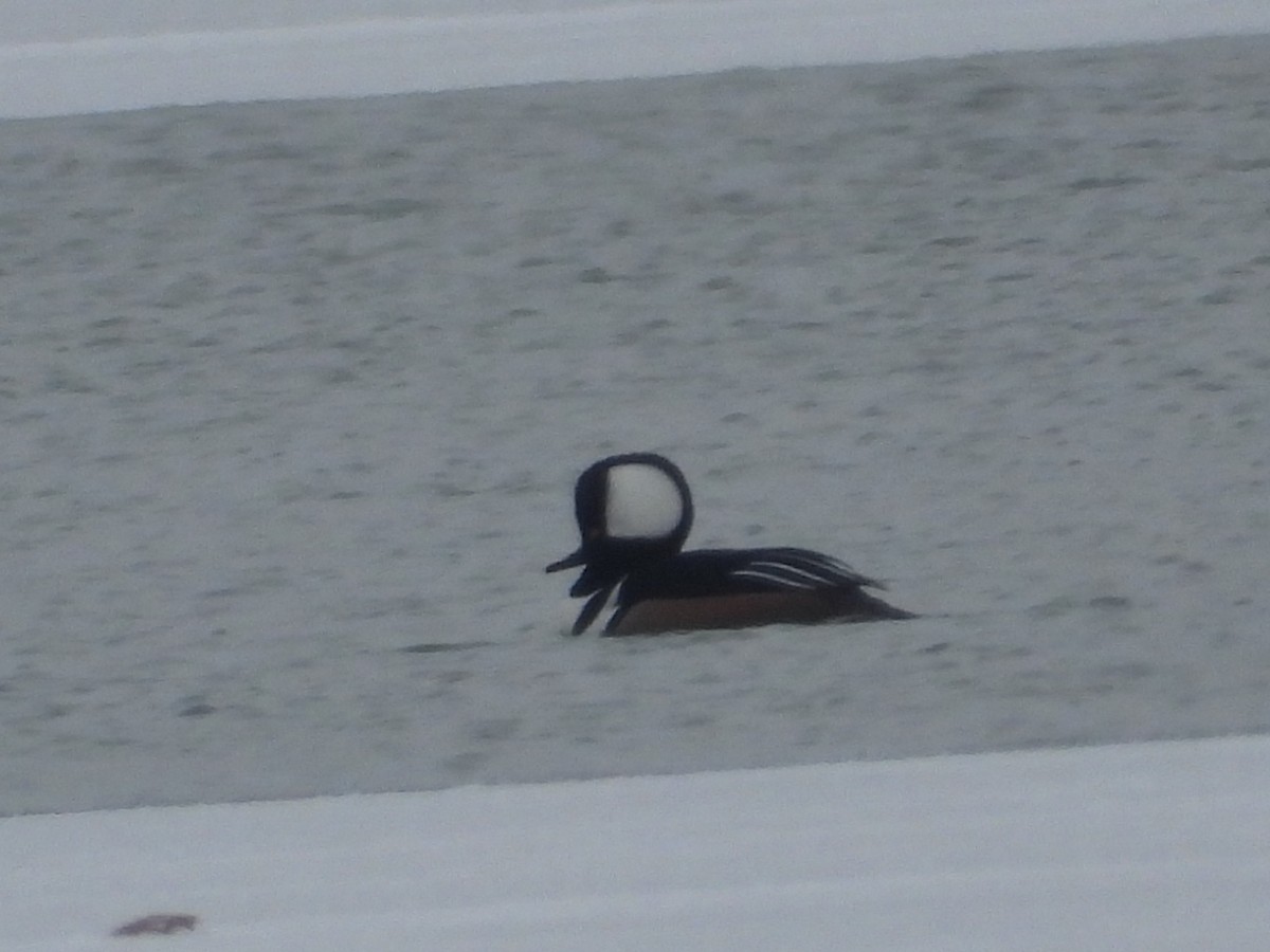 Крех жовтоокий - ML646330479