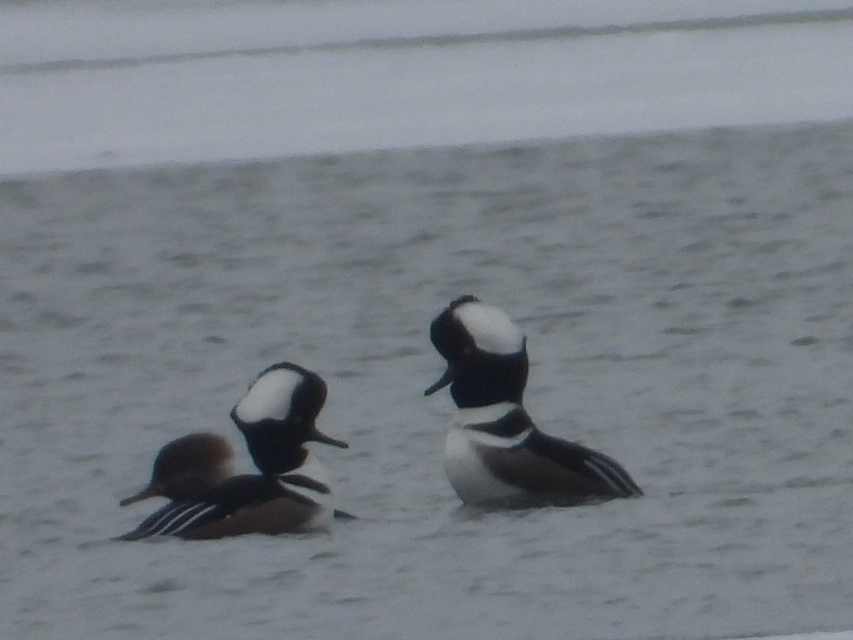 Крех жовтоокий - ML646330480