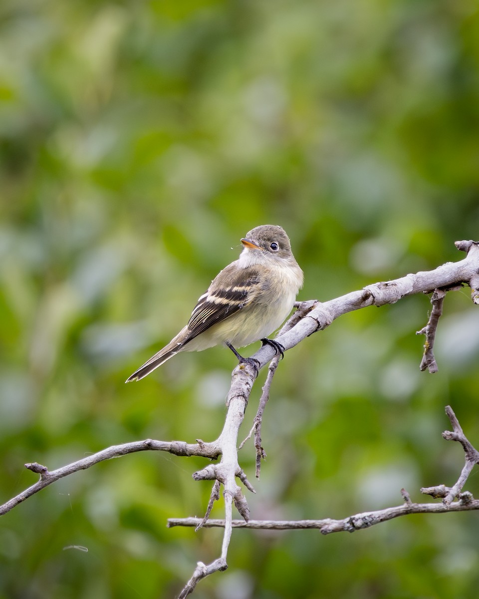 Піві-малюк вільховий/вербовий - ML646330481