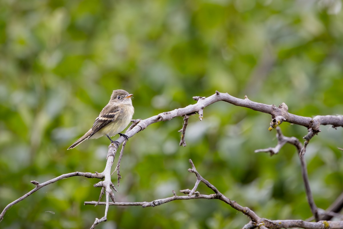 Alder/Willow Flycatcher (Traill's Flycatcher) - ML646330482