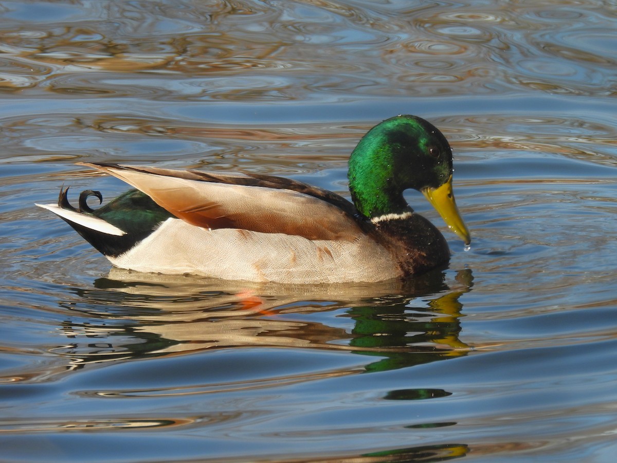 Крижень звичайний - ML646330483