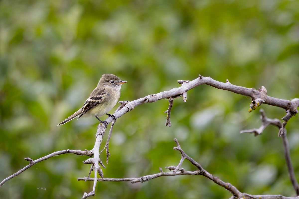 Alder/Willow Flycatcher (Traill's Flycatcher) - ML646330484