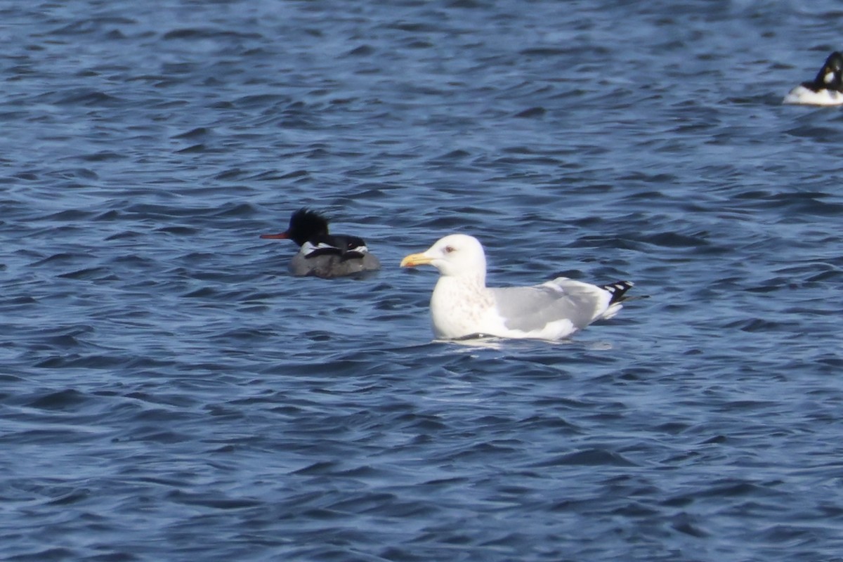 Мартин азійський - ML646330485