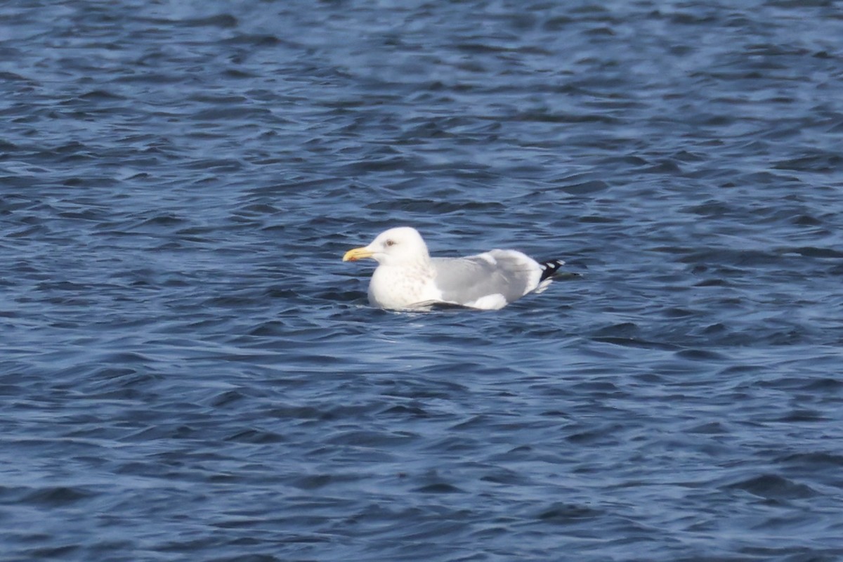 Мартин азійський - ML646330486