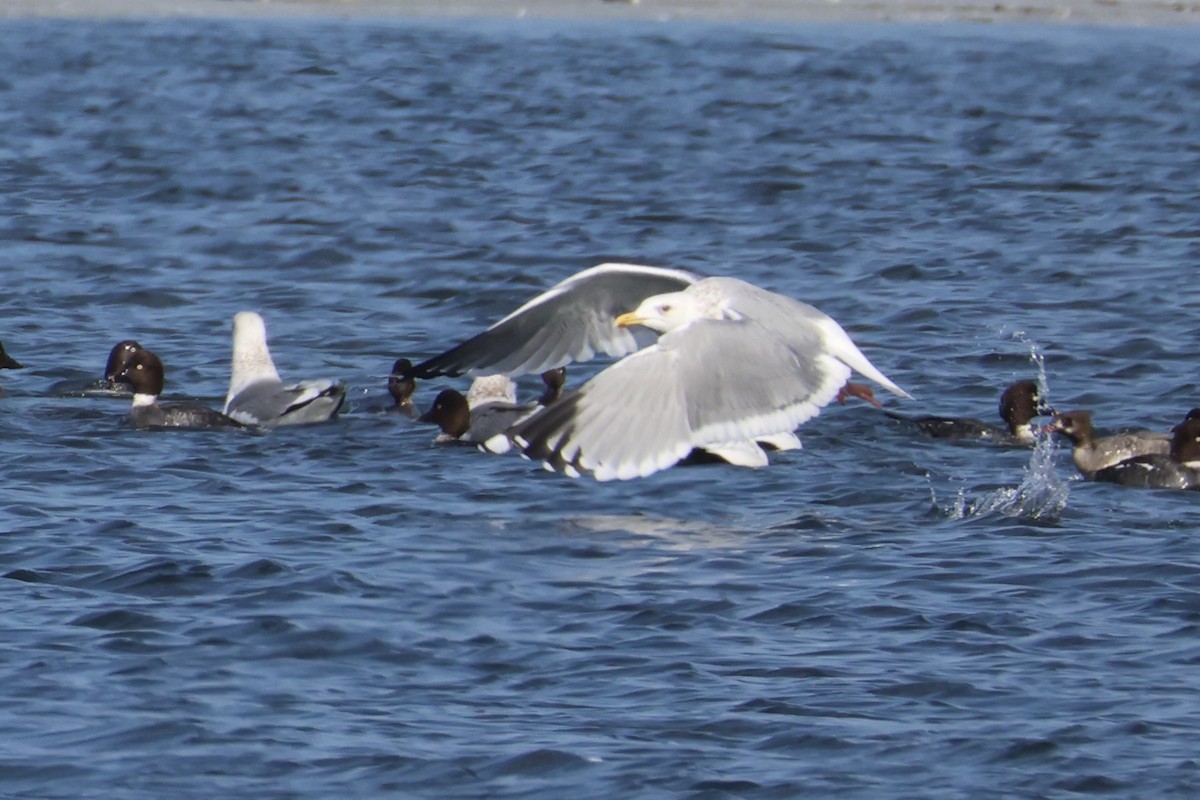 Мартин азійський - ML646330487