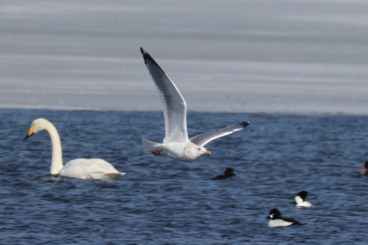 Мартин азійський - ML646330488