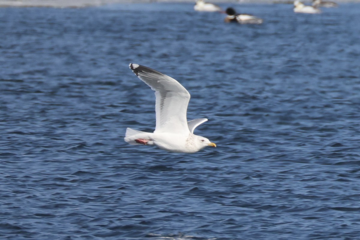 Мартин азійський - ML646330489