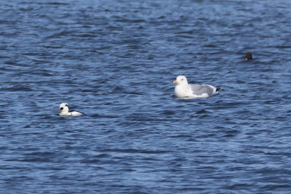 Мартин азійський - ML646330490