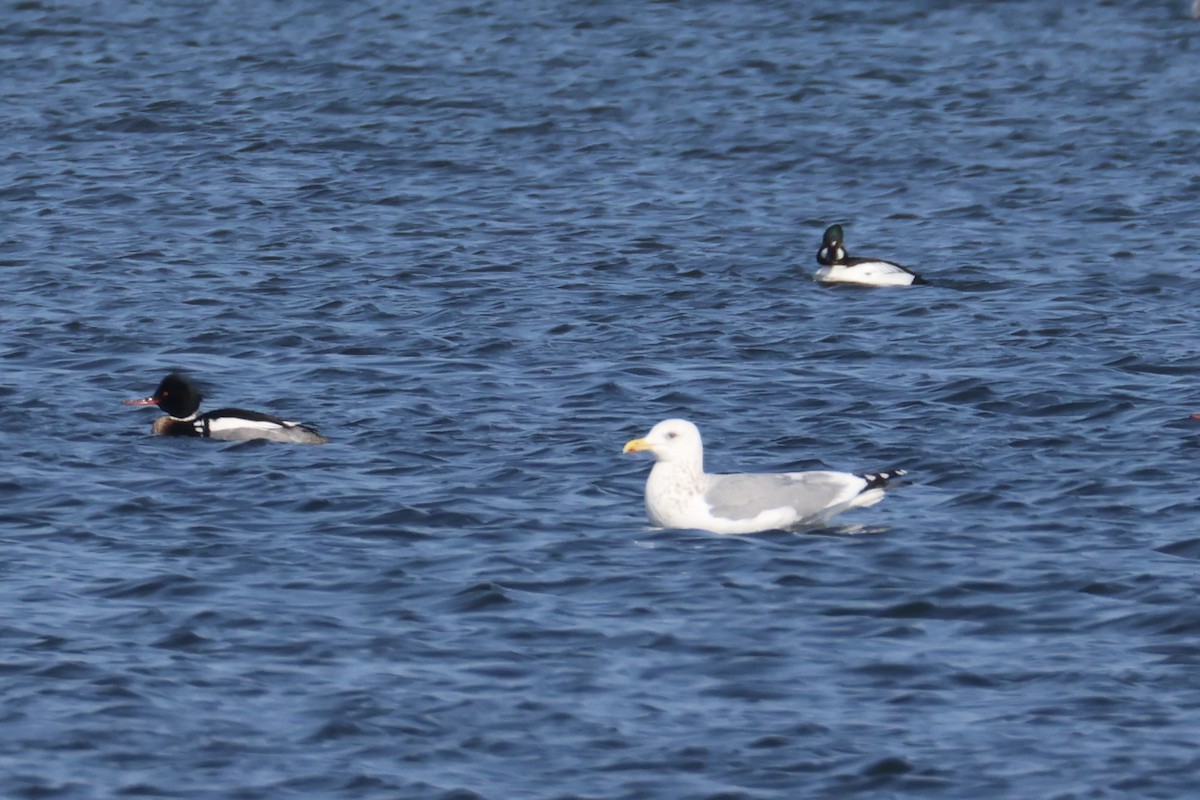 Мартин азійський - ML646330491