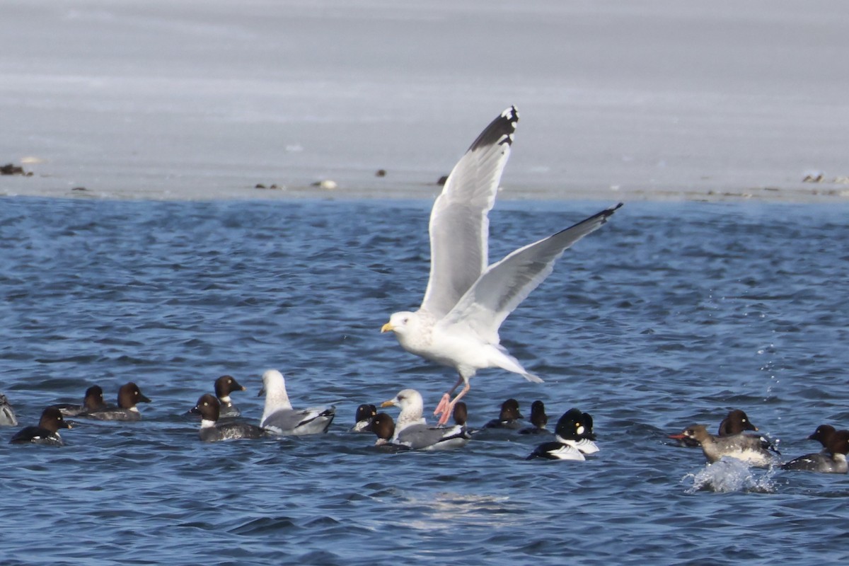 Мартин азійський - ML646330492