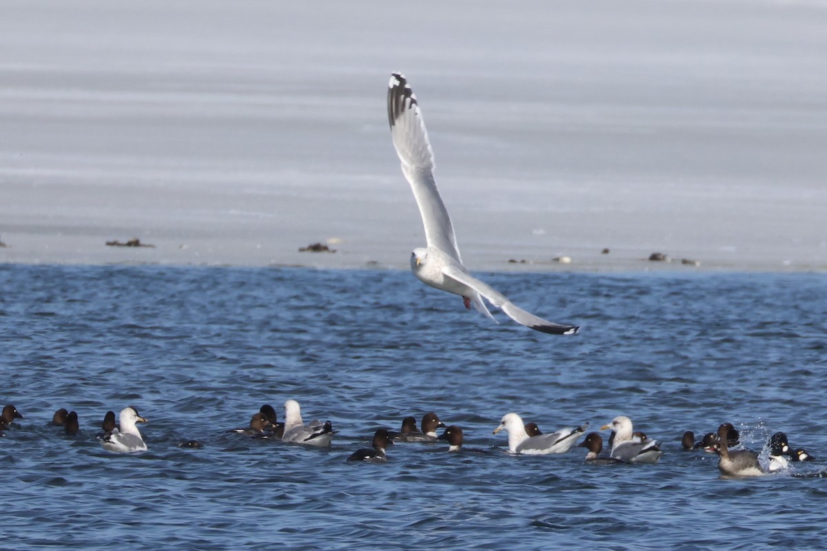 Мартин азійський - ML646330493