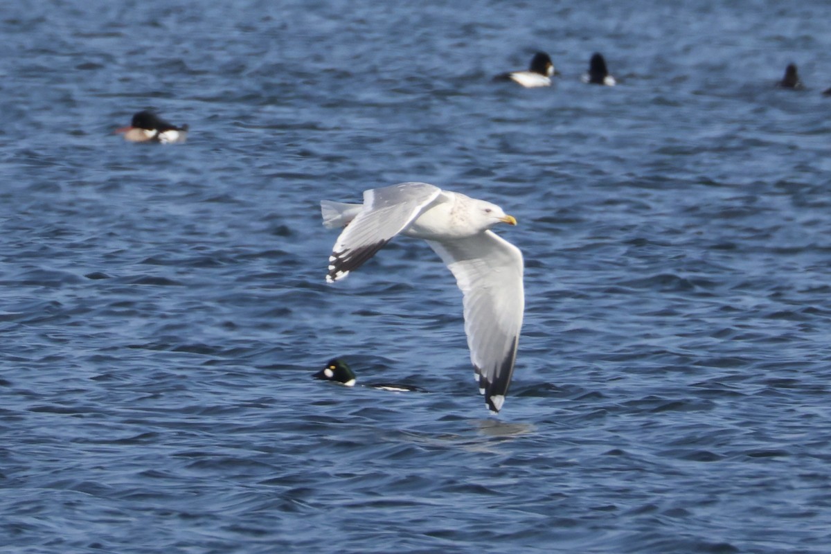 Мартин азійський - ML646330495