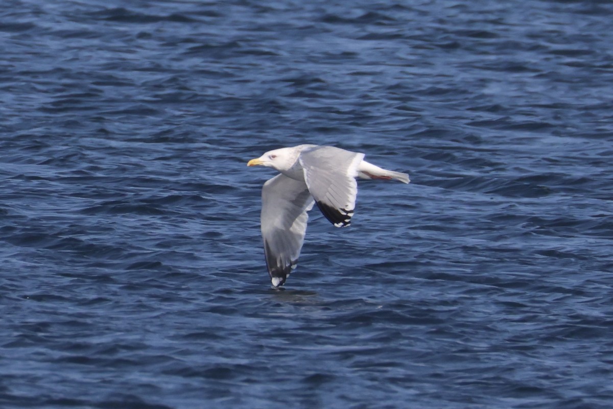 Мартин азійський - ML646330498