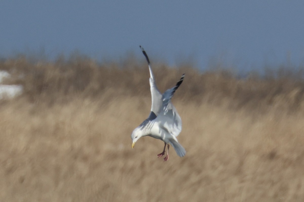 Мартин азійський - ML646330500