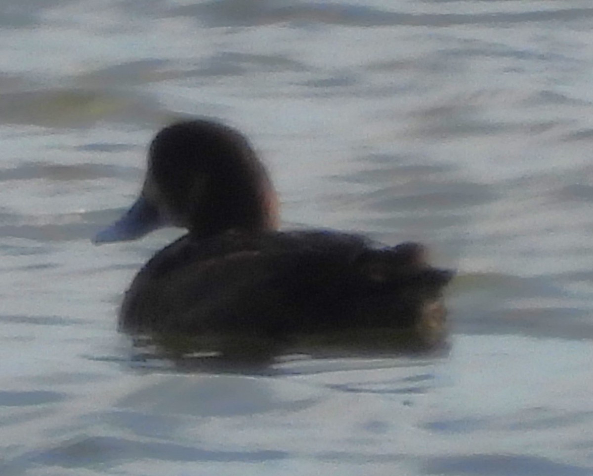 Чернь американська - ML646330505