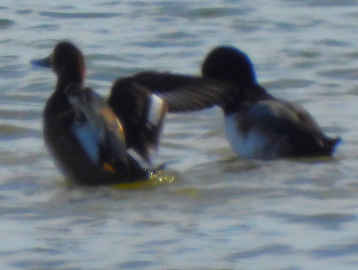 Чернь американська - ML646330506