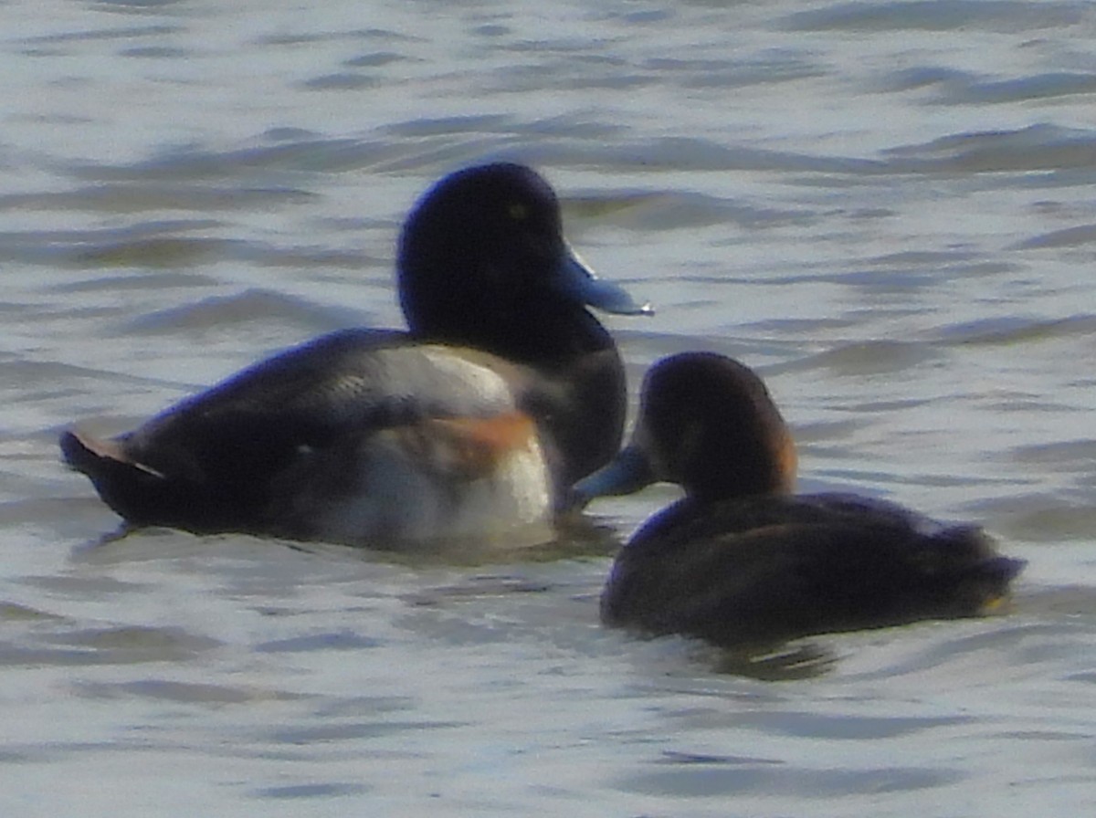 Чернь американська - ML646330508