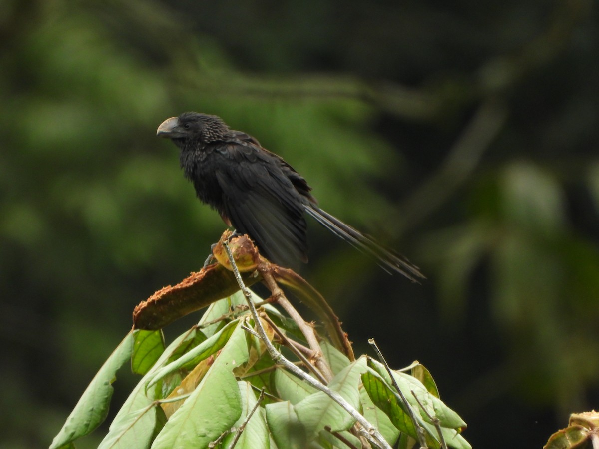 Ані товстодзьобий - ML646330510