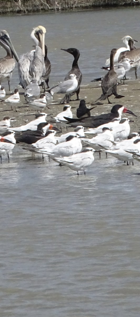 Black Skimmer - ML646330515