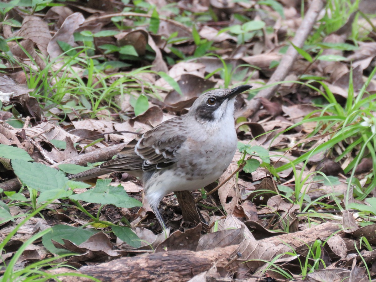 San Cristobal Mockingbird - ML646330518