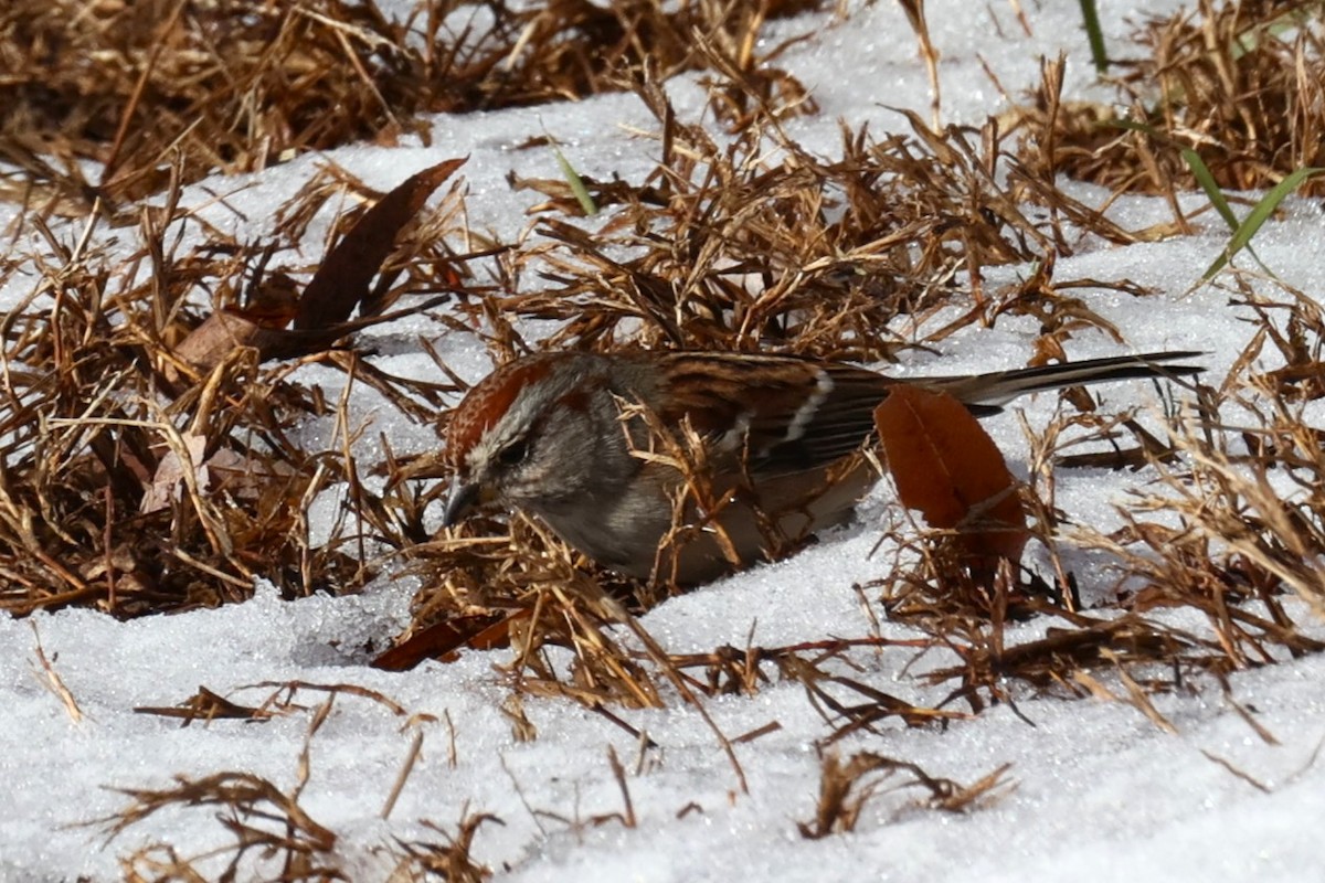 Chipping Sparrow - ML646330521