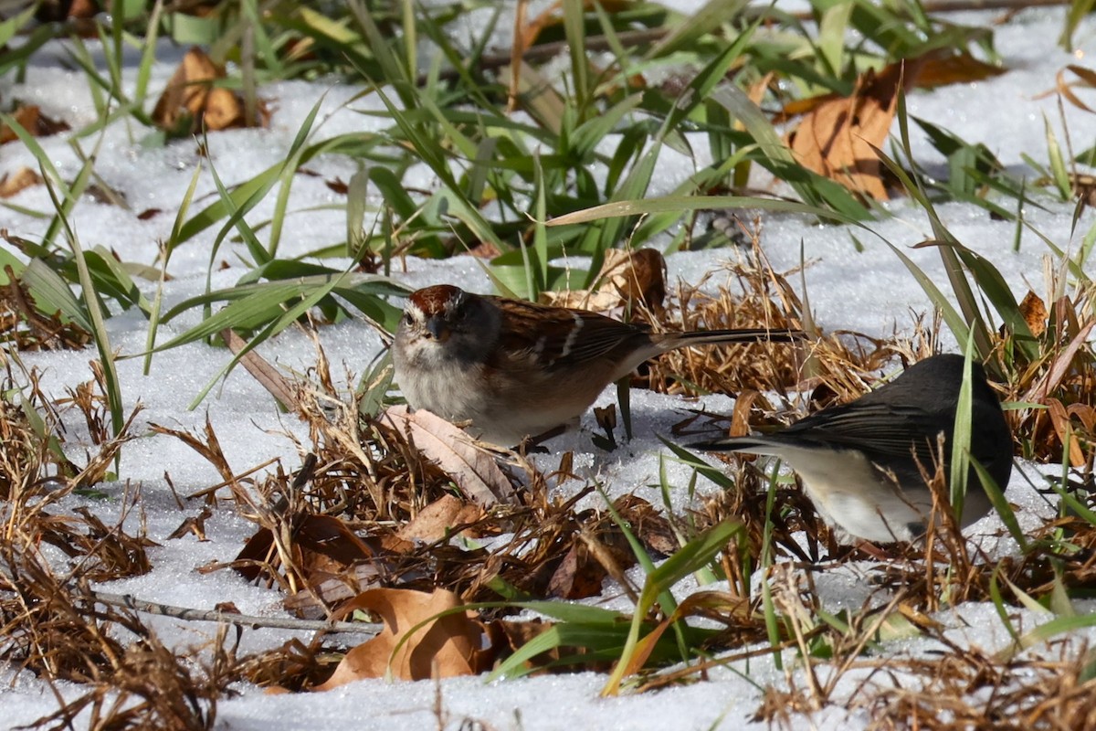 Chipping Sparrow - ML646330522
