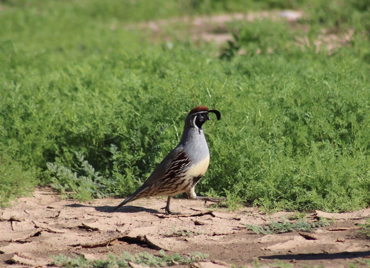 Gambel's Quail - ML646330524