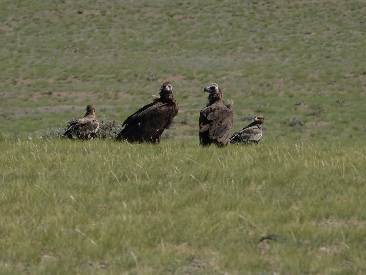 Águila Esteparia - ML646330528