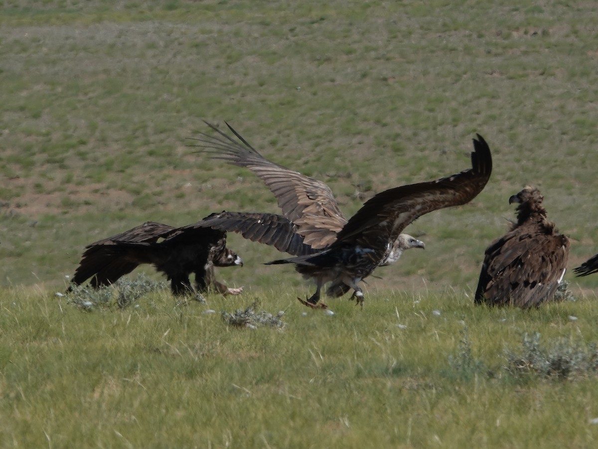 Schneegeier - ML646330530