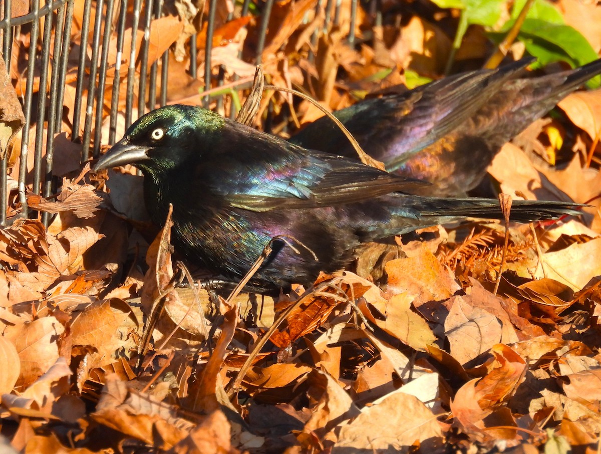 オオクロムクドリモドキ - ML646330532