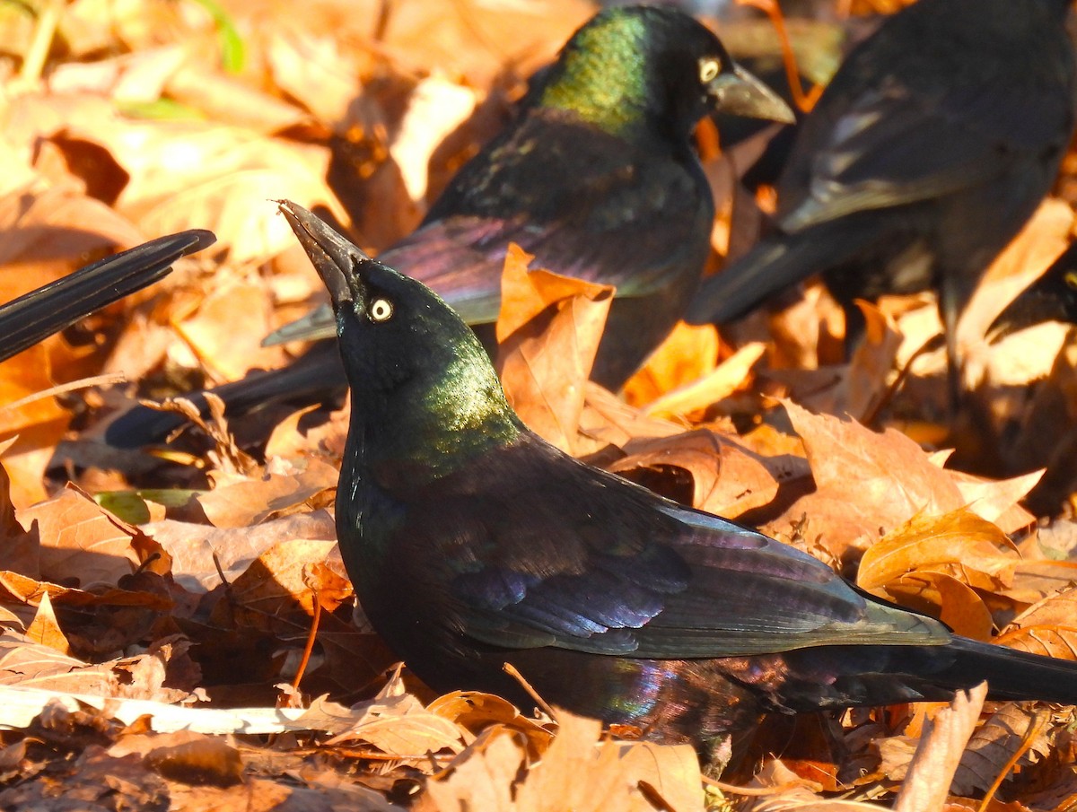 オオクロムクドリモドキ - ML646330533