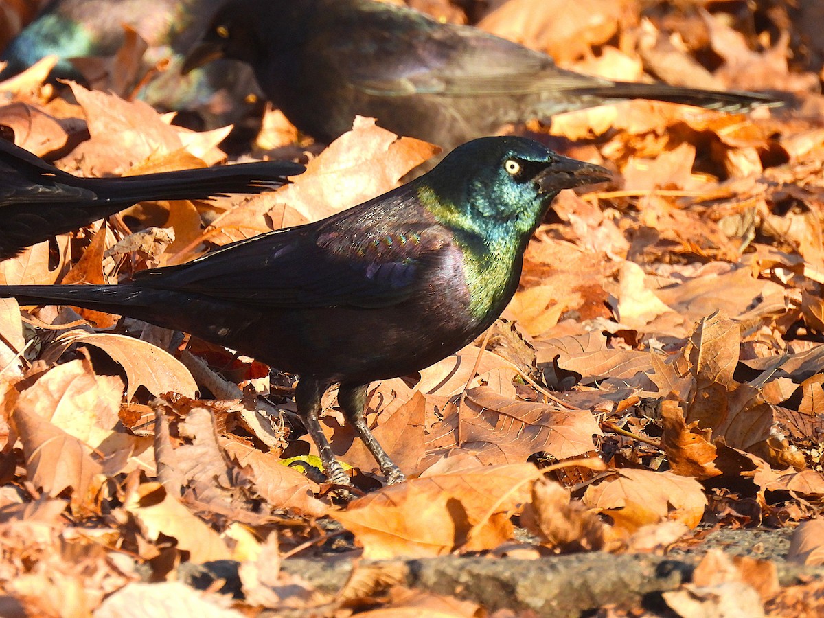 オオクロムクドリモドキ - ML646330534