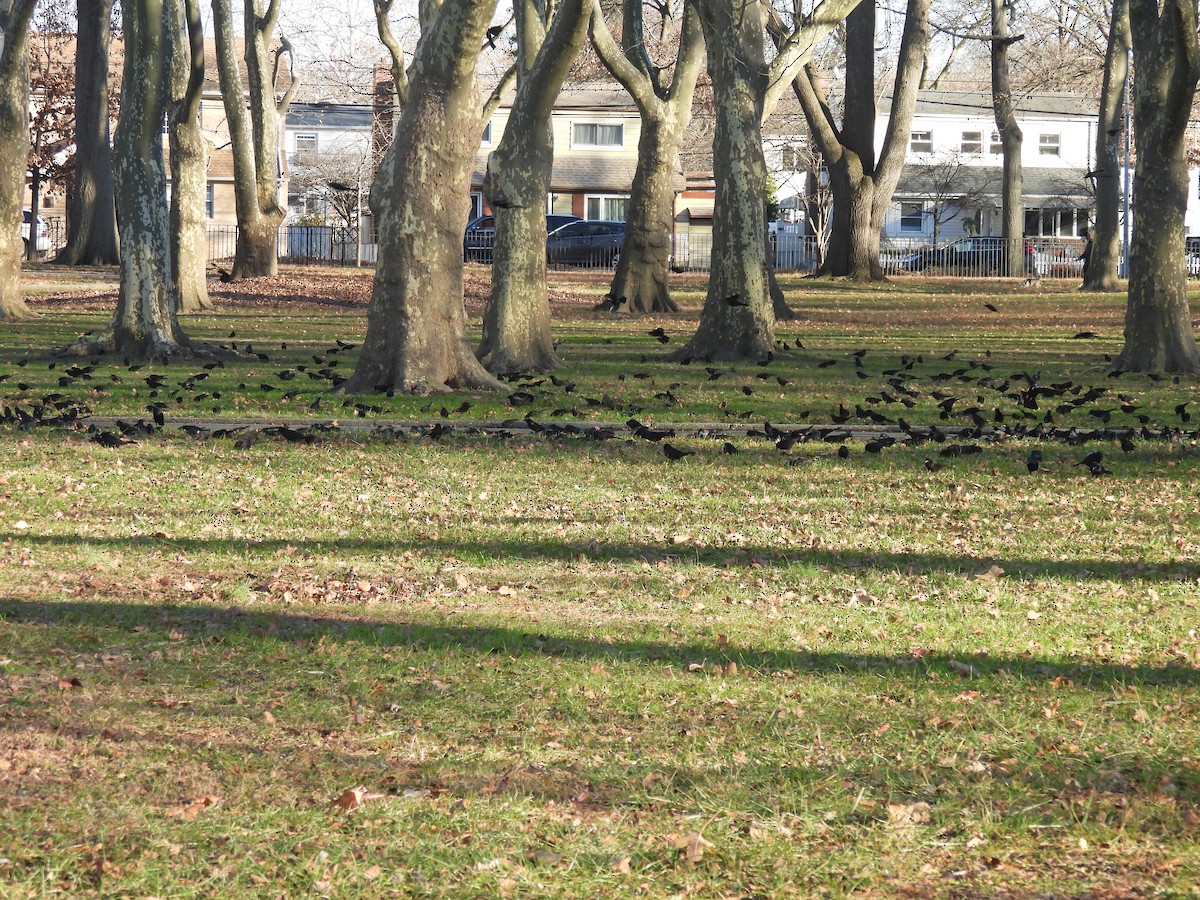 オオクロムクドリモドキ - ML646330535