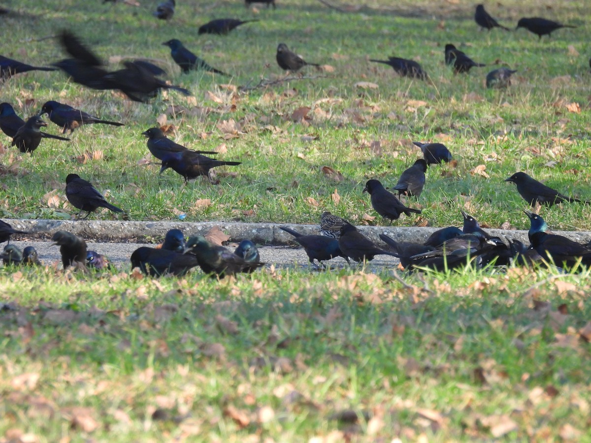 オオクロムクドリモドキ - ML646330536