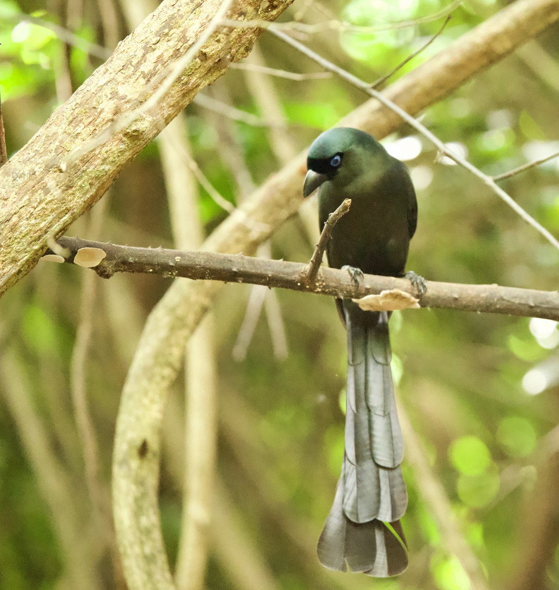 Racket-tailed Treepie - ML646330538