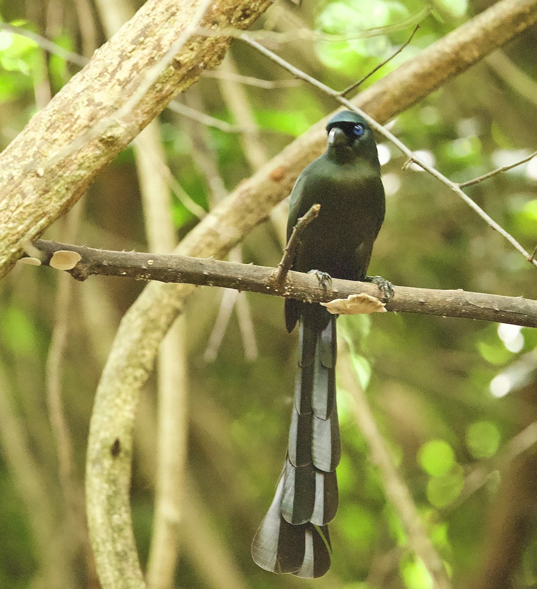 Racket-tailed Treepie - ML646330539
