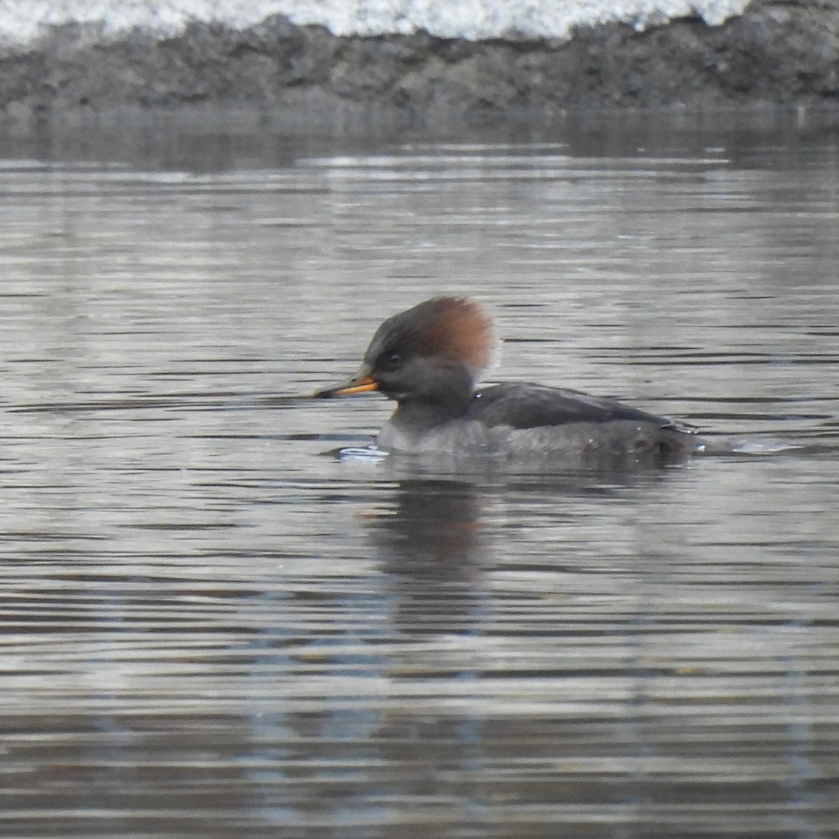 Smergo dal cappuccio - ML646330542