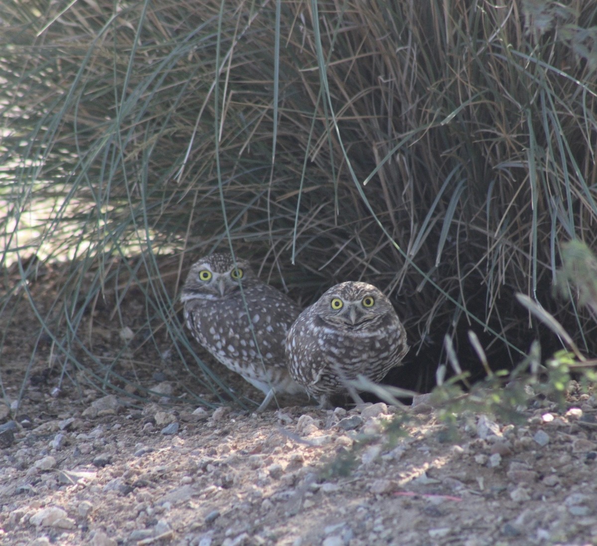 Burrowing Owl - ML646330543