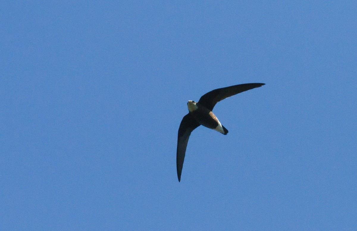 White-throated Needletail - ML646330544