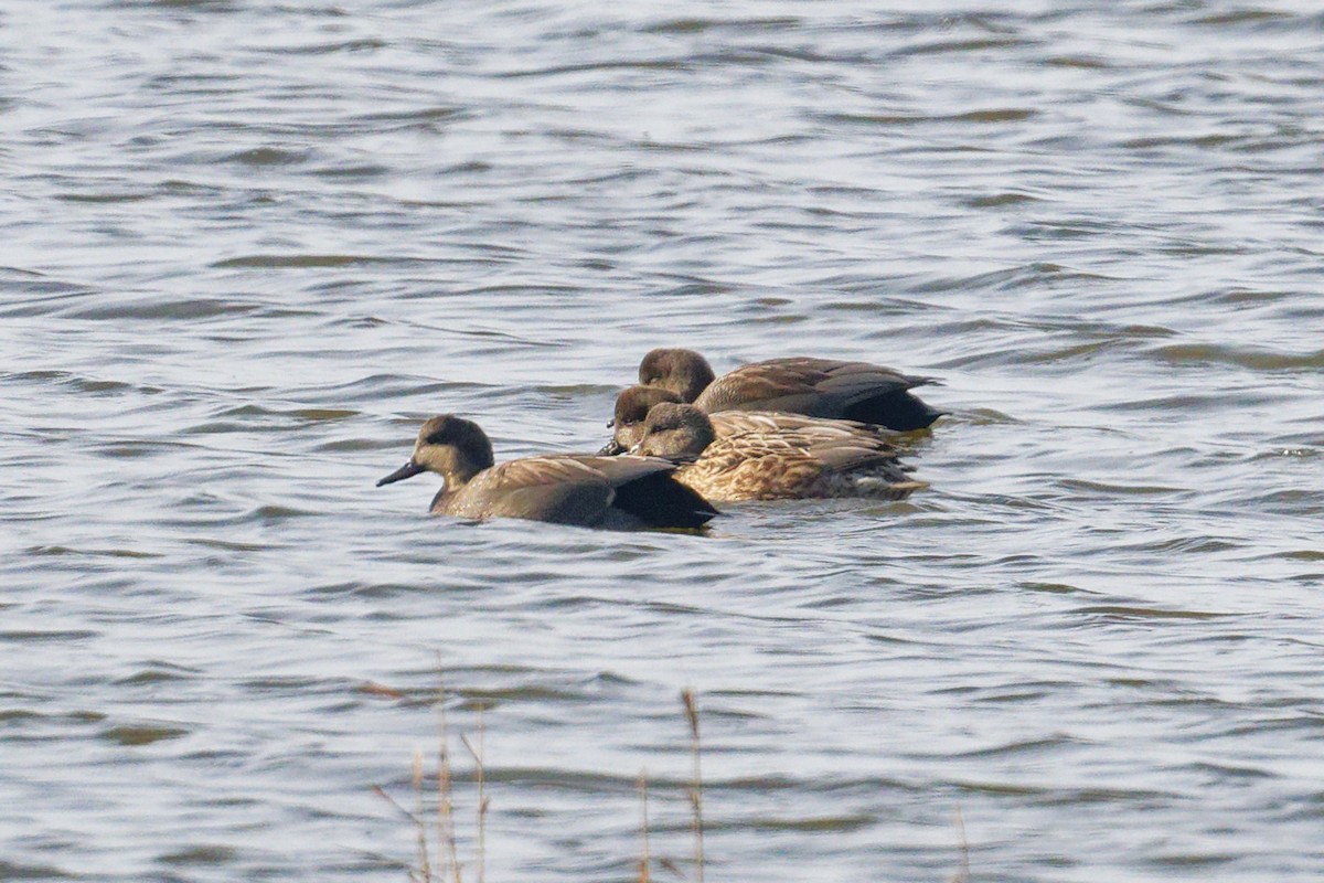 Gadwall - ML646330547