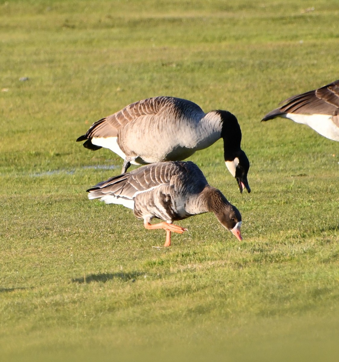 Greater White-fronted Goose (Western) - ML646330553
